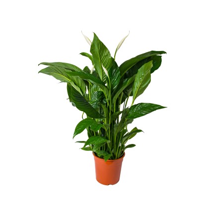 Skrzydłokwiat (Spathiphyllum) Sweet Sebastiaan - wys. 130 cm don. 24 cm