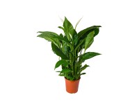 Skrzydłokwiat (Spathiphyllum) Sweet Sebastiaan - wys. 130 cm don. 24 cm