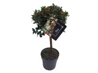 Ostrokrzew na pniu (Ilex Blue Maid) don. 24 cm