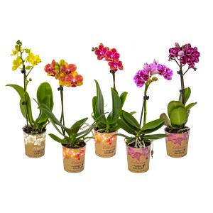 Różnokolorowe mini storczyki w doniczkach, kolekcja kwitnących roślin doniczkowych.