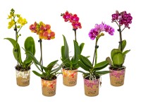 Falenopsis - Ćmówka - Storczyk (Phalaenopsis sp.) Multiflower mix 1pęd 35-40
