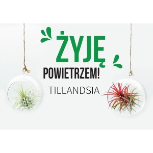 Dwie oplątwy w szklanych kulach, wiszące na sznurkach. Rośliny powietrzne, Oplątwy i bromelie.