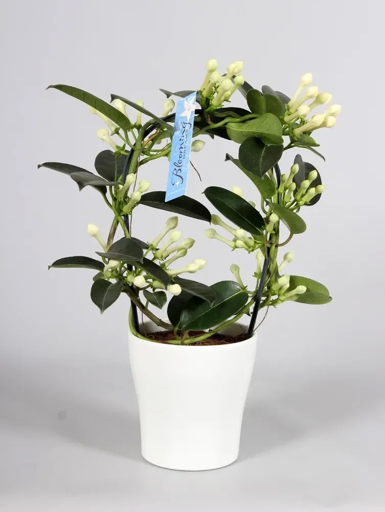 aeschynanthus radicans variegata Aeschynanthus radicans 'Variegata'