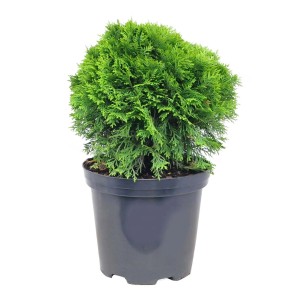 Zielona tuja kulista w doniczce, roślina ozdobna do ogrodu i na balkon.
