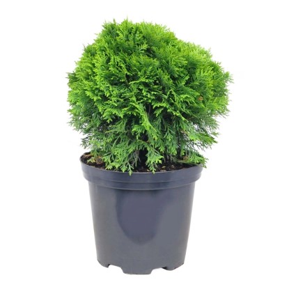 Tuja Danica (Thuja) - don. 2 l