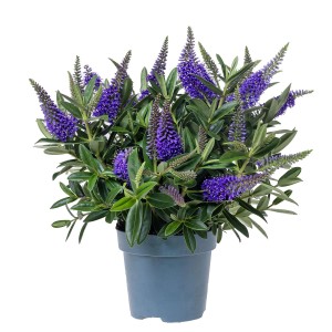 Kwitnąca roślina doniczkowa t.b.t. z fioletowymi kwiatami w doniczce.