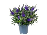 Hebe (Hebe Green leave) kwitnąca - don. 12 cm