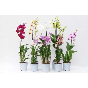 Różnokolorowe storczyki (Storczyki) w doniczkach na białym tle.