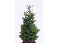 Jodła koreańska Abies koreana wys. 125-150 cm