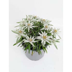 Szarotka alpejska Blossom of Snow (Leontopodium alpinum) don. 17 cm