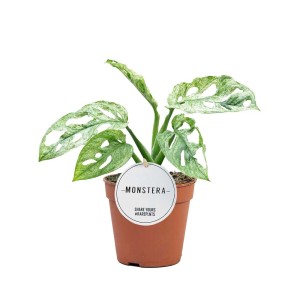 Mała roślina doniczkowa Monstera Adansonii 'Monkey Mask' w doniczce.