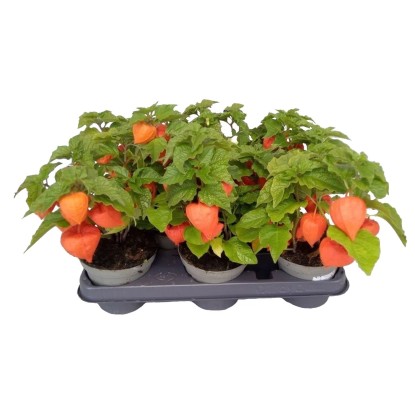 Miechunka rozdęta (Physalis Alkekengi) - don. 11 cm