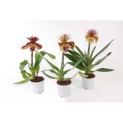 Orchidea - Storczyk (Paphiopedilum Americana hybr.) wys. 30-45cm, don.12cm