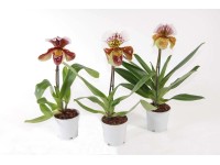 Orchidea - Storczyk (Paphiopedilum Americana hybr.) wys. 30-45cm, don.12cm