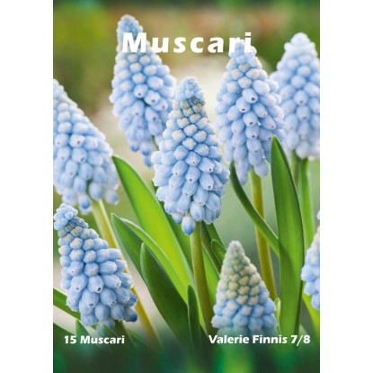 Szafirek odm. Valerie Finnis (Muscari sp.) - 15 szt.