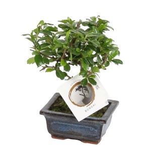 Bonsai w ceramice - don. 12 cm