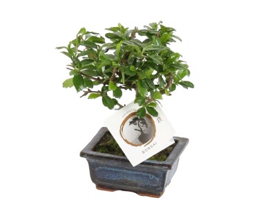 Bonsai w ceramice - don. 12 cm
