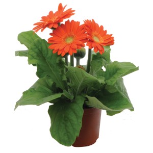 Pomarańczowa gerbera w doniczce, roślina kwitnąca do domu i ogrodu.
