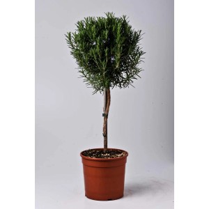 Rozmaryn (t.b.t.) jako drzewko kuliste w doniczce, aromatyczne zioło do kuchni, ogrodu i na balkon.