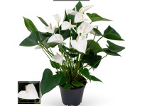 Anturium - Anthurium White 12 kwiatów XL wys. 70-75cm