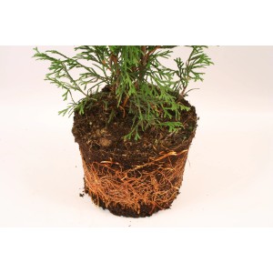 Tuja Szmaragd w doniczce z odsłoniętymi korzeniami.