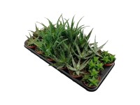 Aloes (Aloe Vera) mix - don. 8,5 cm