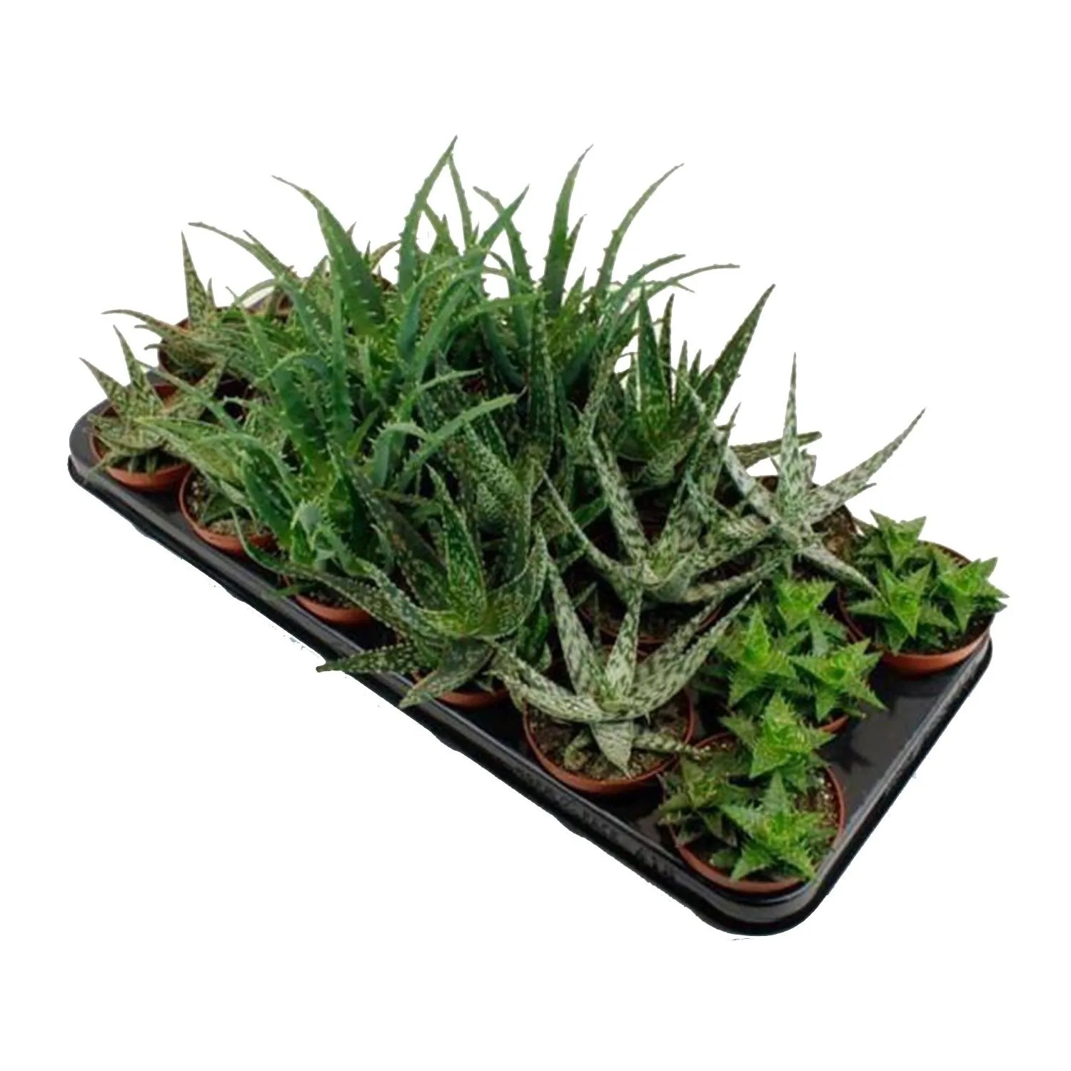 junglück aloe vera gel haare Aloe Vera Gel main image 1