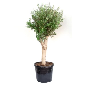 Oliwka europejska (Olea europaea) don. 35 l