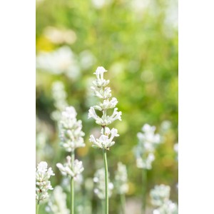 Zbliżenie kwitnącej białej lawendy (Lavandula angustifolia) w ogrodzie.