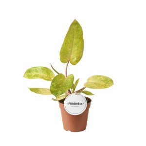 Filodendron Painted Lady (Philodendron) don. 12 cm
