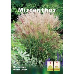 Miskant chiński 'Ferner Osten' w ogrodzie: Trawa ozdobna ze srebrzystymi kwiatostanami, kategoria cebulki kwiatowe.