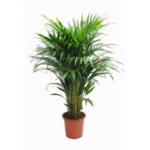 Zielona roślina doniczkowa t.b.t. w brązowej doniczce. Duża roślina do wnętrz.