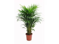 Areca lutescens wys.120-140cm
