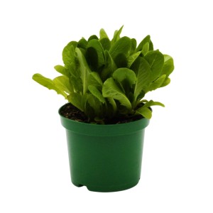 Sałata mix don. 17 cm