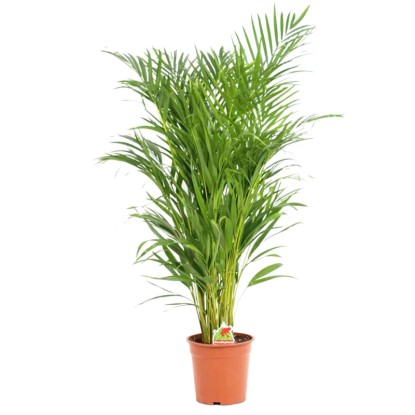 Palma Areka (Areca Dypsis Lutescens) - don. 19 cm