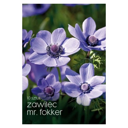 Zawilec (Mr Fokker) - 10 szt.