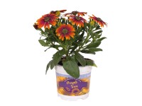Stokrotka (Osteospermum Purple Sun) wys. 30 cm