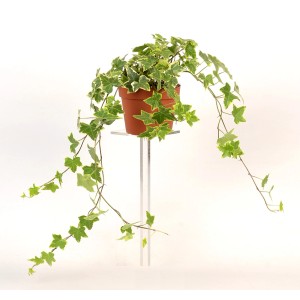 Żółto-pstra bluszcz pospolity (Hedera Helix) w doniczce, ok. 13 cm Ø. Dekoracyjna roślina do domu i ogrodu.