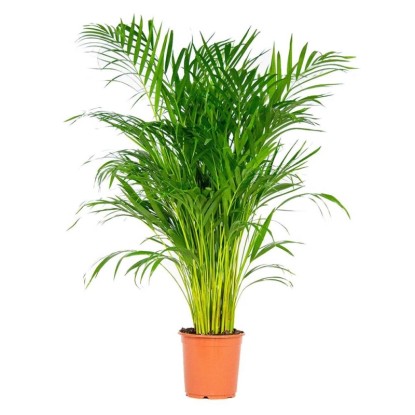 Palma Areka (Areca Dypsis) - wys. 100 cm, don. 21 cm