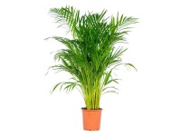 Palma Areka (Areca Dypsis) - wys. 100 cm, don. 21 cm