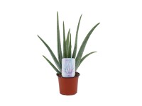 Aloe Vera wys. 30-40cm don. 12cm