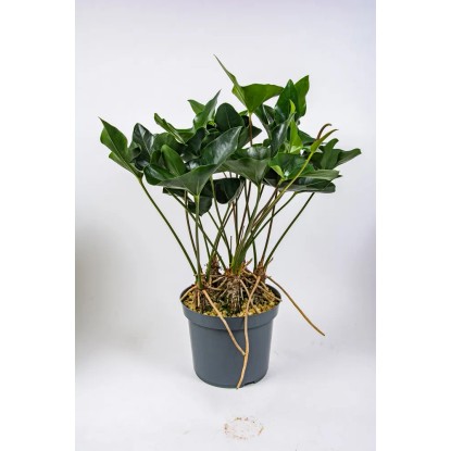 Anturium (Anthurium Arrow) wys. 80cm don. 32cm