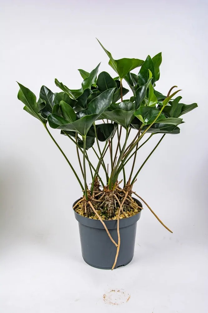 fake plant palm Hawaii Palm Tree Artificial Plant - Multiple Sizes