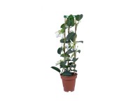 Stefanotis (Stephanotis)