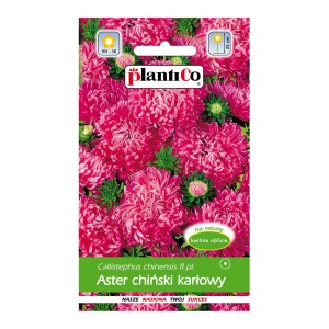 Opakowanie nasion astra chińskiego, forma karłowa z różowymi kwiatami.