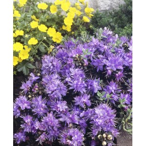 Kwitnąca roślina z fioletowymi kwiatami i żółtymi akcentami. Rośliny kwitnące.