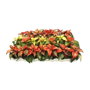 Wiele czerwono-żółtych gwiazd betlejemskich (t.b.t.) w kompozycji.