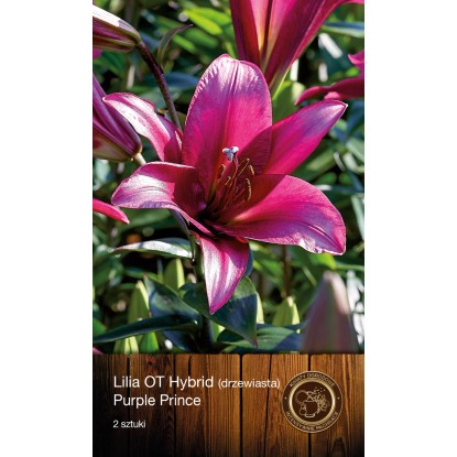 Lilia Drzewiasta Purple Prince 2szt.