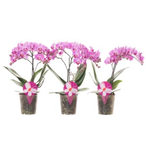 Trzy kwitnące na różowo storczyki w doniczce. Dekoracyjne rośliny doniczkowe.