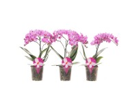 Storczyk polski multiflora (Phalaenopsis) 1 pęd - don. 12 cm